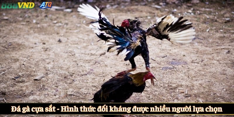 Đá gà cựa sắt - Hình thức đối kháng được nhiều người lựa chọn